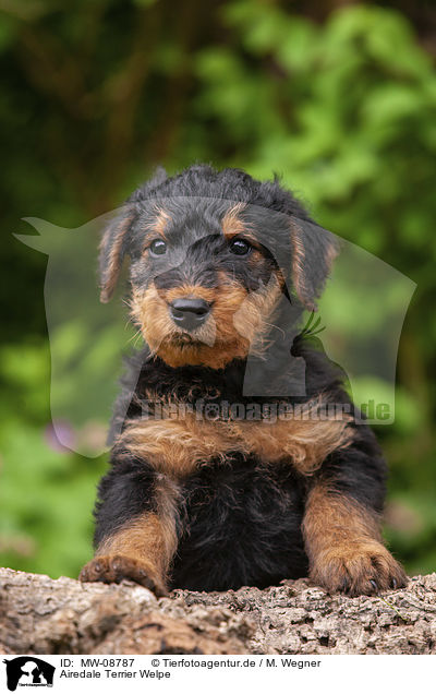 Airedale Terrier Welpe / MW-08787
