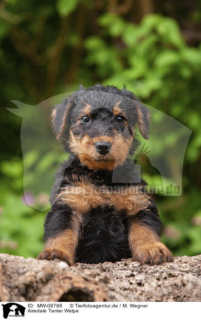 Airedale Terrier Welpe / MW-08788