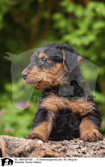 Airedale Terrier Welpe / MW-08789