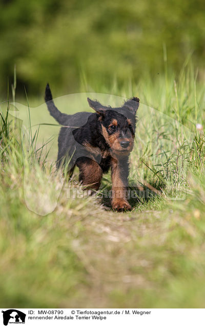 rennender Airedale Terrier Welpe / MW-08790