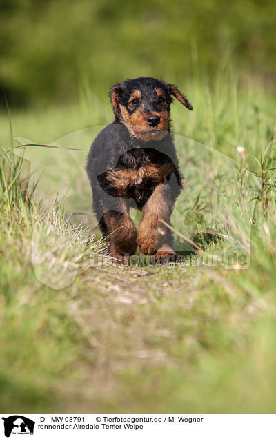 rennender Airedale Terrier Welpe / MW-08791