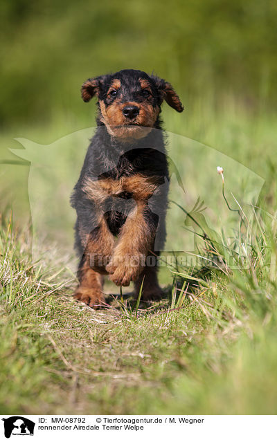 rennender Airedale Terrier Welpe / MW-08792