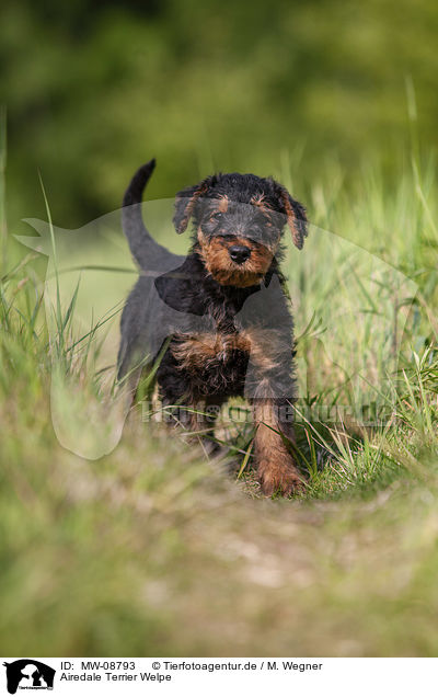Airedale Terrier Welpe / MW-08793