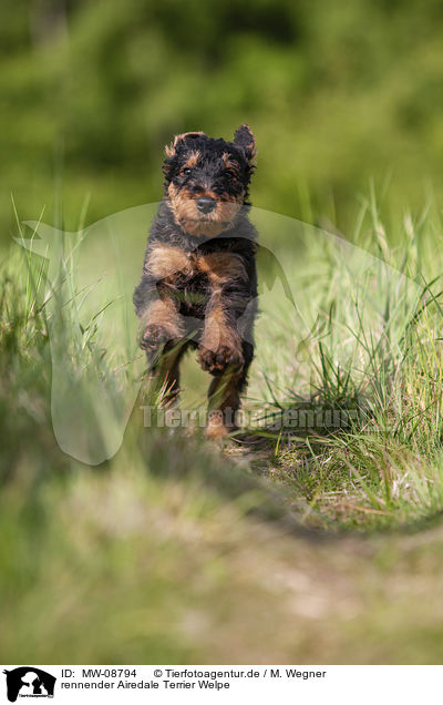 rennender Airedale Terrier Welpe / MW-08794