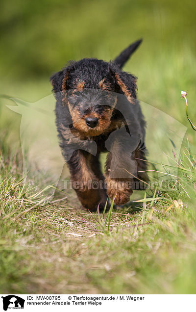 rennender Airedale Terrier Welpe / MW-08795