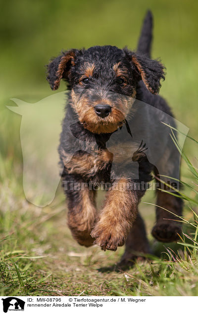 rennender Airedale Terrier Welpe / MW-08796