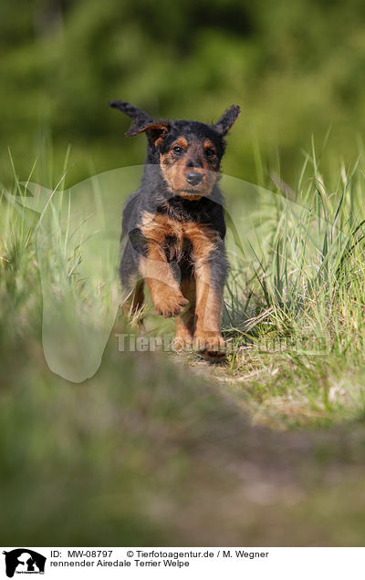 rennender Airedale Terrier Welpe / MW-08797