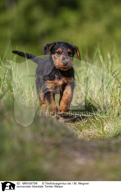 rennender Airedale Terrier Welpe / MW-08798