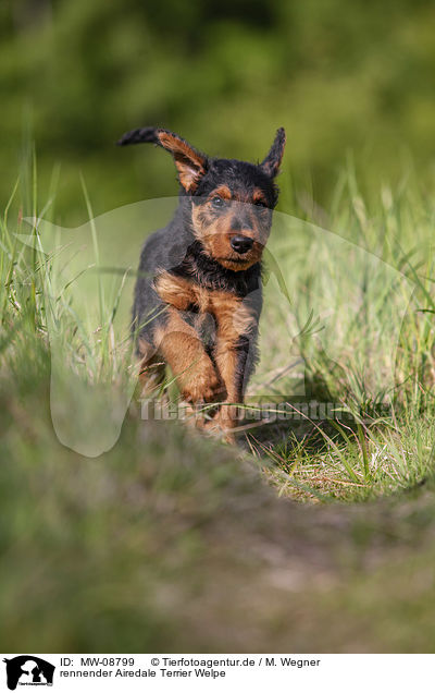 rennender Airedale Terrier Welpe / MW-08799