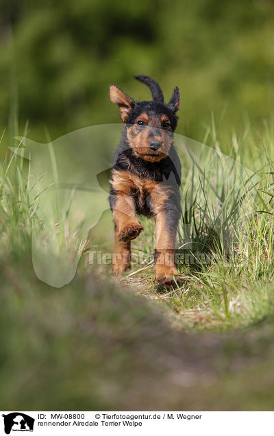 rennender Airedale Terrier Welpe / MW-08800