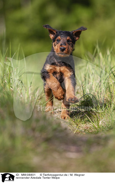 rennender Airedale Terrier Welpe / MW-08801