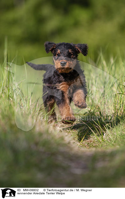 rennender Airedale Terrier Welpe / MW-08802