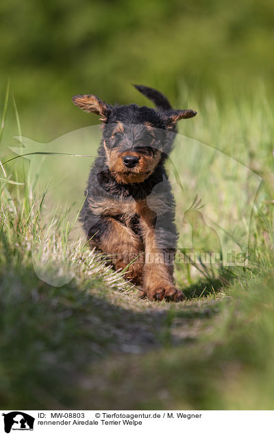 rennender Airedale Terrier Welpe / MW-08803