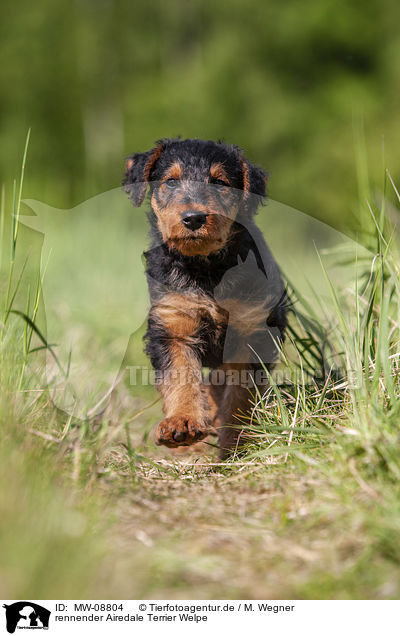 rennender Airedale Terrier Welpe / MW-08804