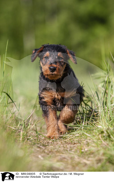 rennender Airedale Terrier Welpe / MW-08805