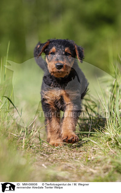 rennender Airedale Terrier Welpe / MW-08806