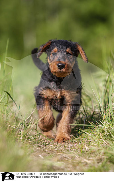 rennender Airedale Terrier Welpe / MW-08807