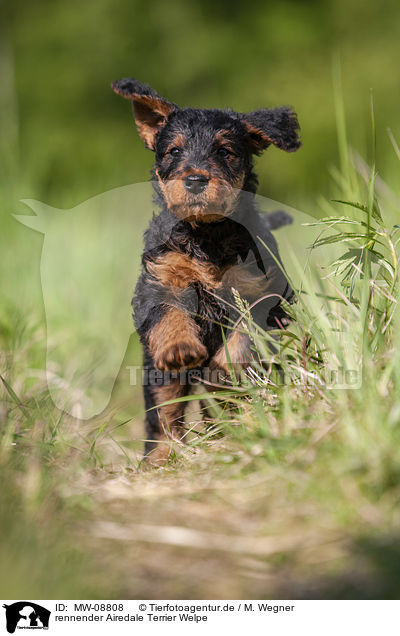 rennender Airedale Terrier Welpe / MW-08808