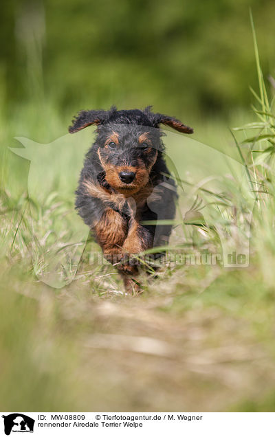 rennender Airedale Terrier Welpe / MW-08809