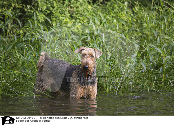 badender Airedale Terrier / bathing Airedale Terrier / AM-06400