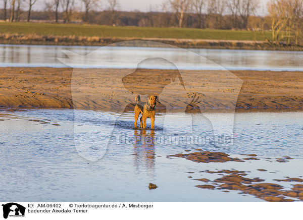 badender Airedale Terrier / AM-06402
