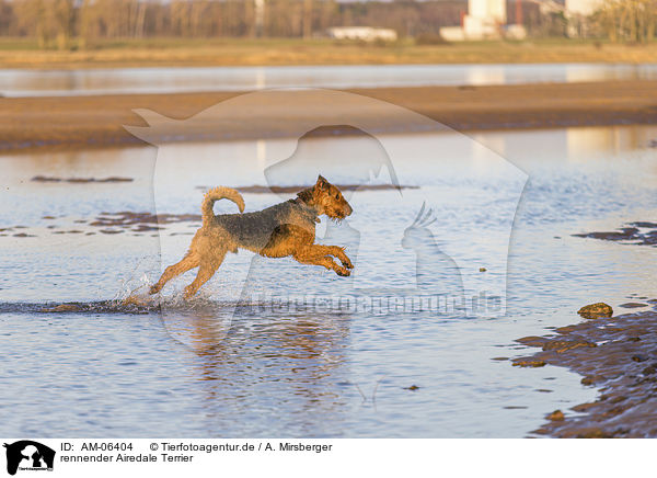 rennender Airedale Terrier / AM-06404