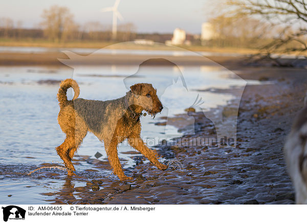 laufender Airedale Terrier / AM-06405