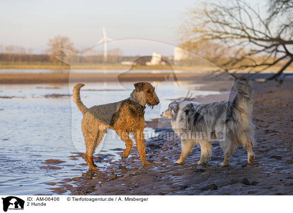2 Hunde / AM-06406