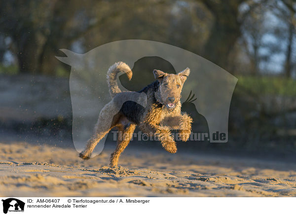 rennender Airedale Terrier / AM-06407