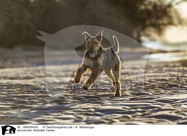 rennender Airedale Terrier / AM-06409