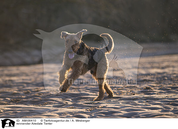 rennender Airedale Terrier / AM-06410