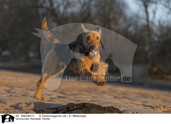 rennender Airedale Terrier / AM-06411
