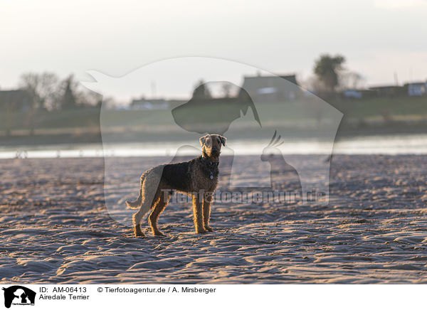 Airedale Terrier / AM-06413