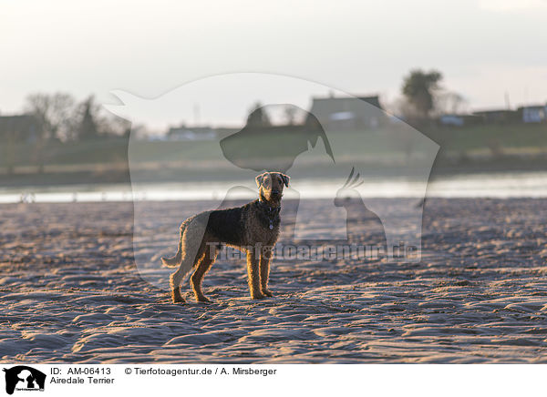 Airedale Terrier / Airedale Terrier / AM-06413
