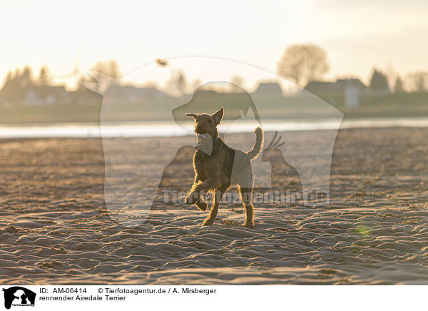 rennender Airedale Terrier / AM-06414