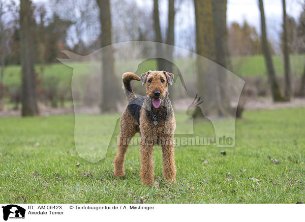 Airedale Terrier / AM-06423