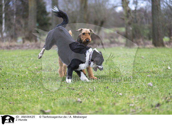 2 Hunde / AM-06425