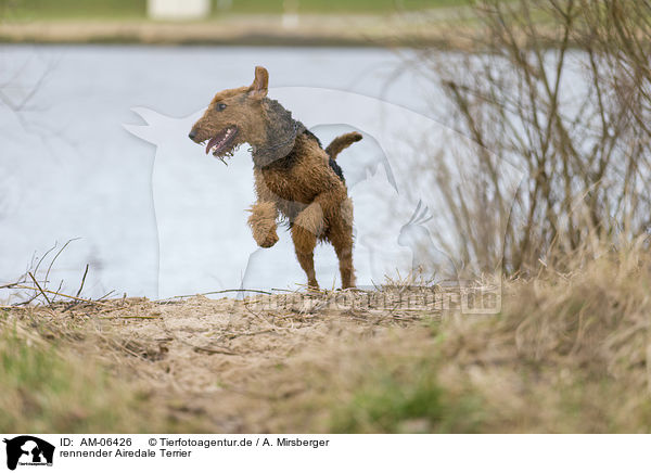 rennender Airedale Terrier / AM-06426