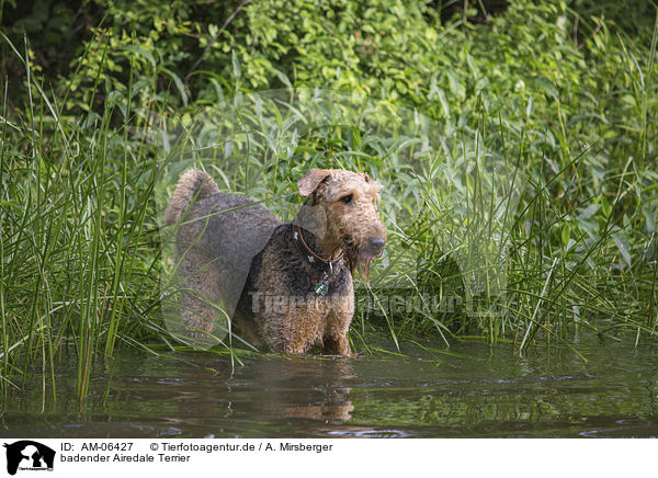 badender Airedale Terrier / AM-06427