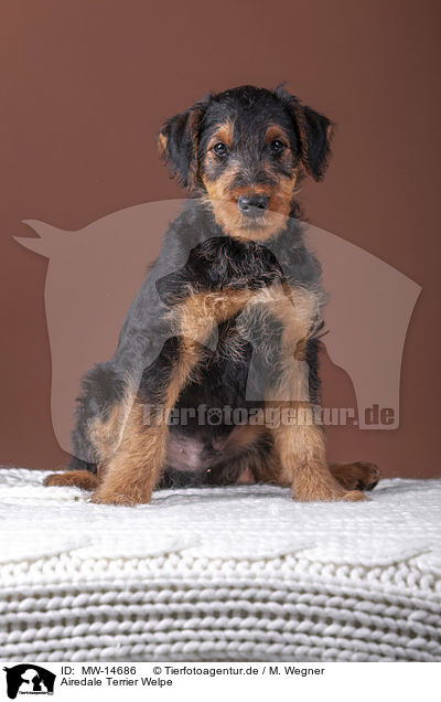 Airedale Terrier Welpe / MW-14686