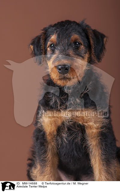 Airedale Terrier Welpe / MW-14688