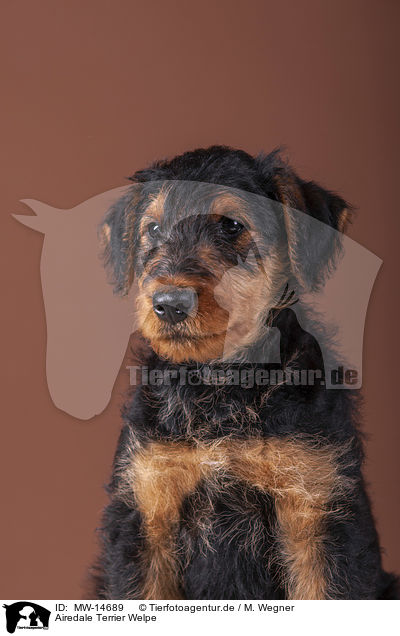 Airedale Terrier Welpe / MW-14689
