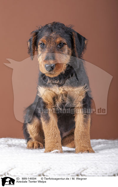 Airedale Terrier Welpe / Airedale Terrier puppy / MW-14694