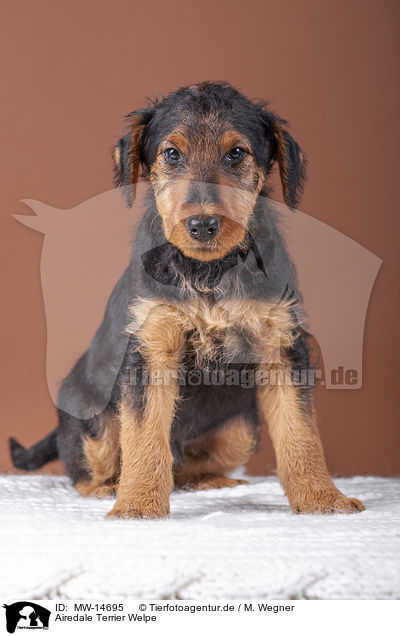 Airedale Terrier Welpe / MW-14695