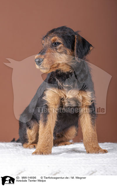 Airedale Terrier Welpe / MW-14696