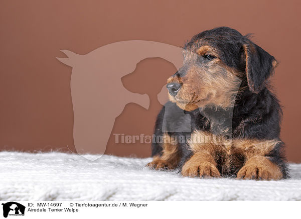 Airedale Terrier Welpe / MW-14697