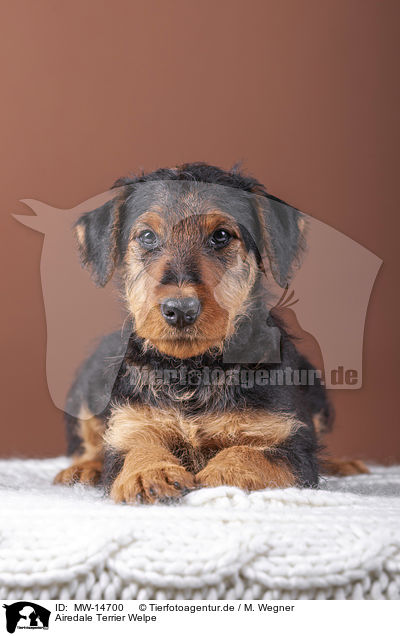 Airedale Terrier Welpe / MW-14700