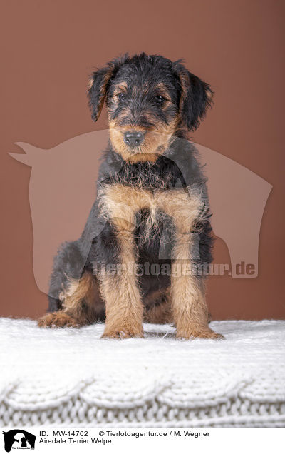 Airedale Terrier Welpe / MW-14702