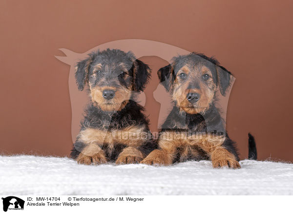 Airedale Terrier Welpen / MW-14704