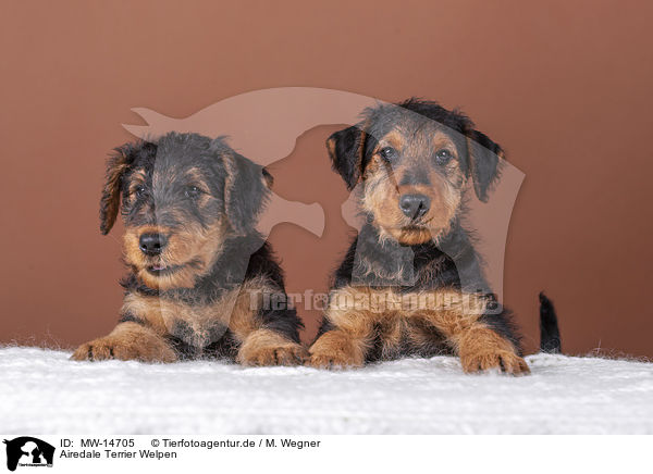 Airedale Terrier Welpen / MW-14705